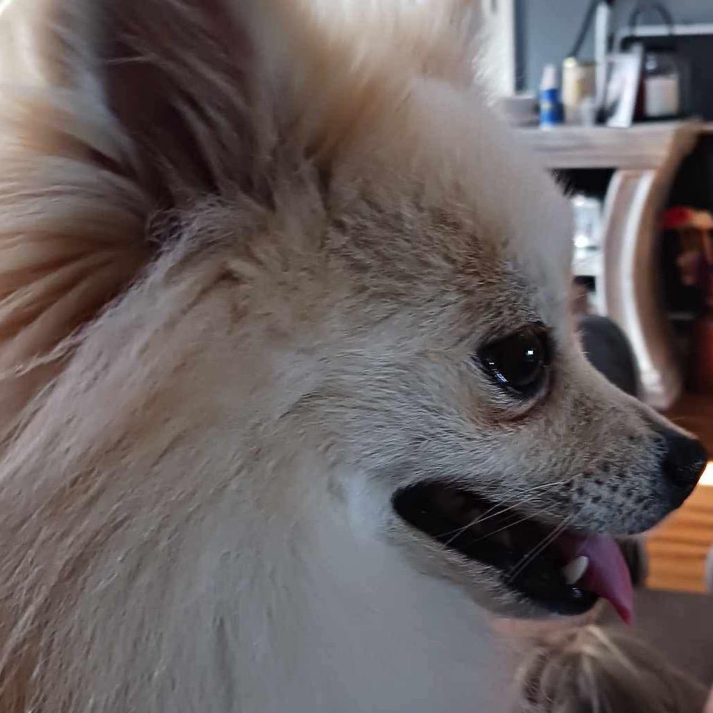 Enlarge Layla, a Adoptable Pomeranian in Gulfport, MS image 3/6