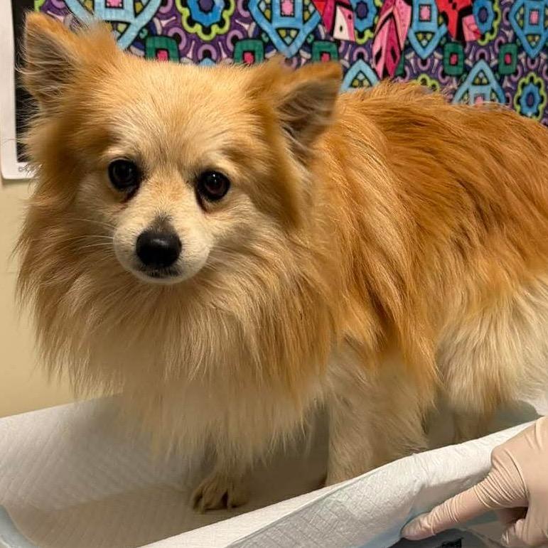 Layla, Adoptable, Adult Female Pomeranian.