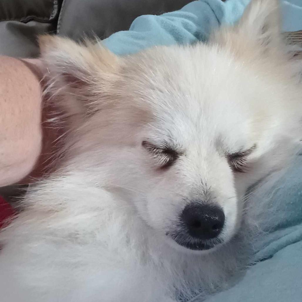 Enlarge Layla, a Adoptable Pomeranian in Gulfport, MS image 2/3