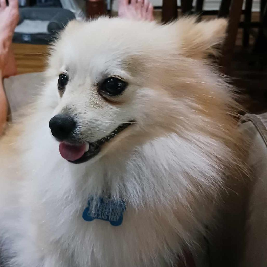 Enlarge Layla, a Adoptable Pomeranian in Gulfport, MS image 3/3