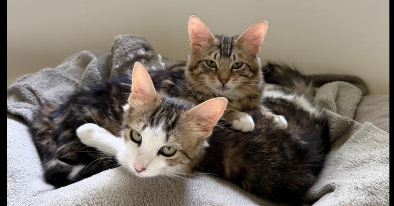 Neptune 2, Adoptable, Kitten Female Domestic Medium Hair.