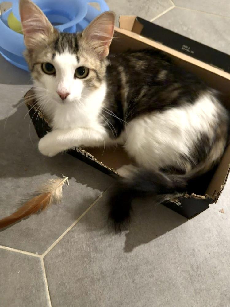 Enlarge Neptune 2, a Adoptable mixed breed in Austin, TX image 2/6