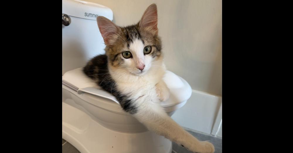 Enlarge Neptune 2, a Adoptable mixed breed in Austin, TX image 4/6