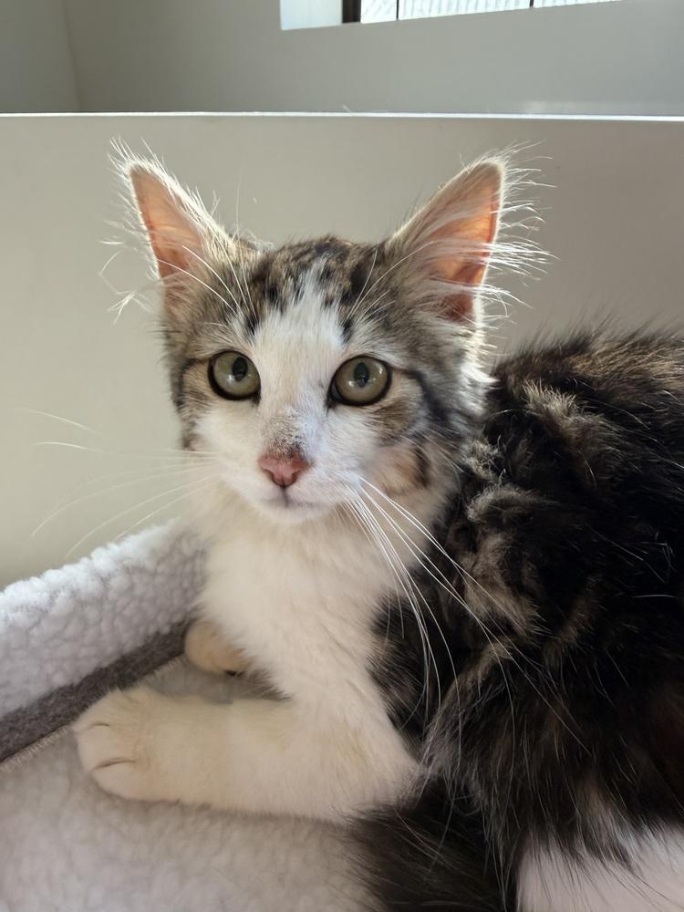 Enlarge Neptune 2, a Adoptable mixed breed in Austin, TX image 5/6