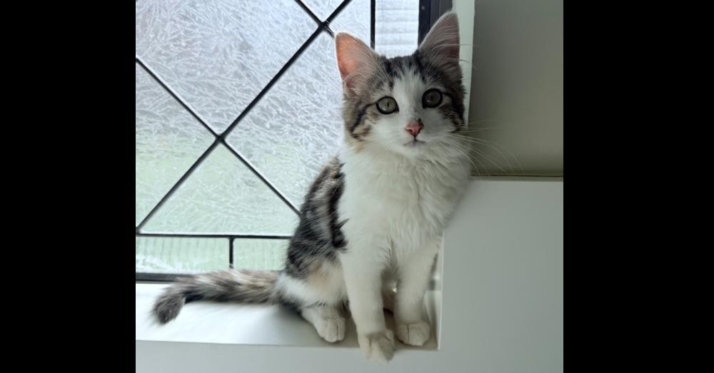 Enlarge Neptune 2, a Adoptable mixed breed in Austin, TX image 6/6