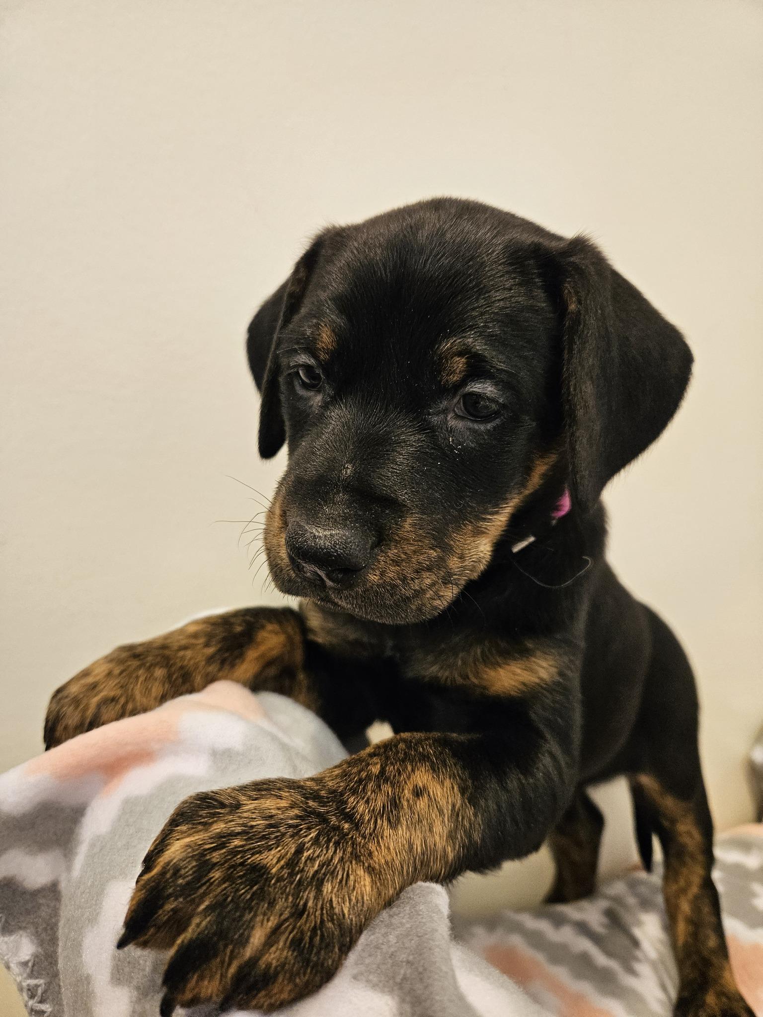 Enlarge Stella, an adopted mixed breed in Bluffton, IN image 1/1