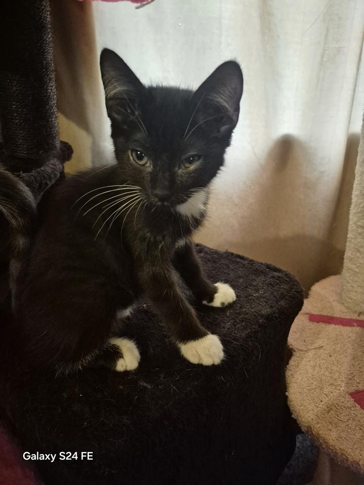 Syrup, Adoptable, Kitten Male Domestic Short Hair.