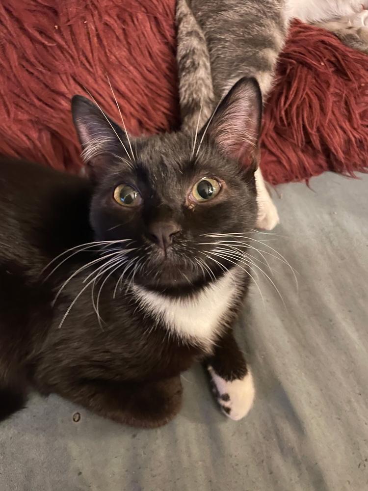 Enlarge Syrup, a Adoptable Domestic Short Hair in Kannapolis, NC image 3/3