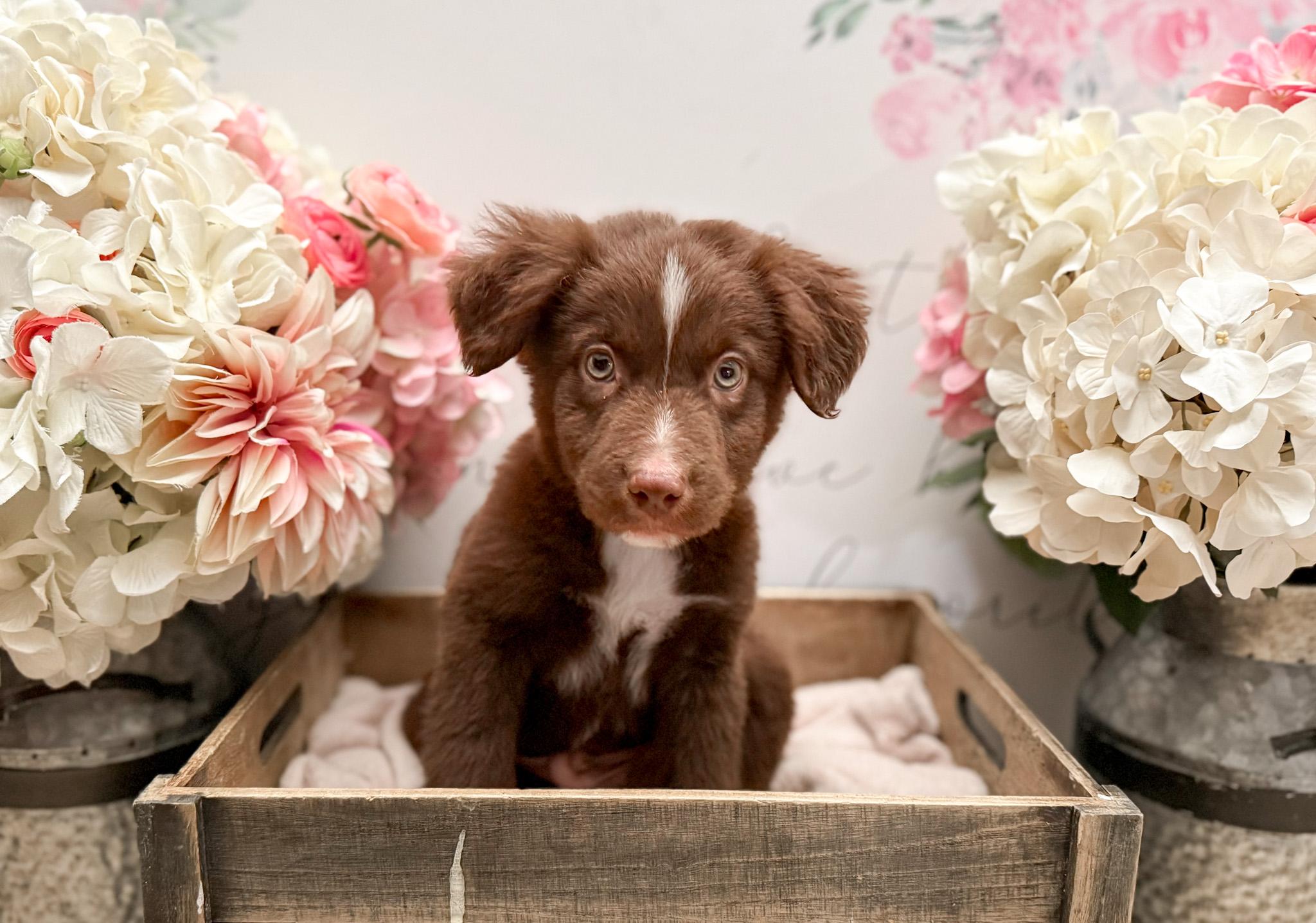 Enlarge Burnet , a Adoptable mixed breed in Newberg, OR image 1/5