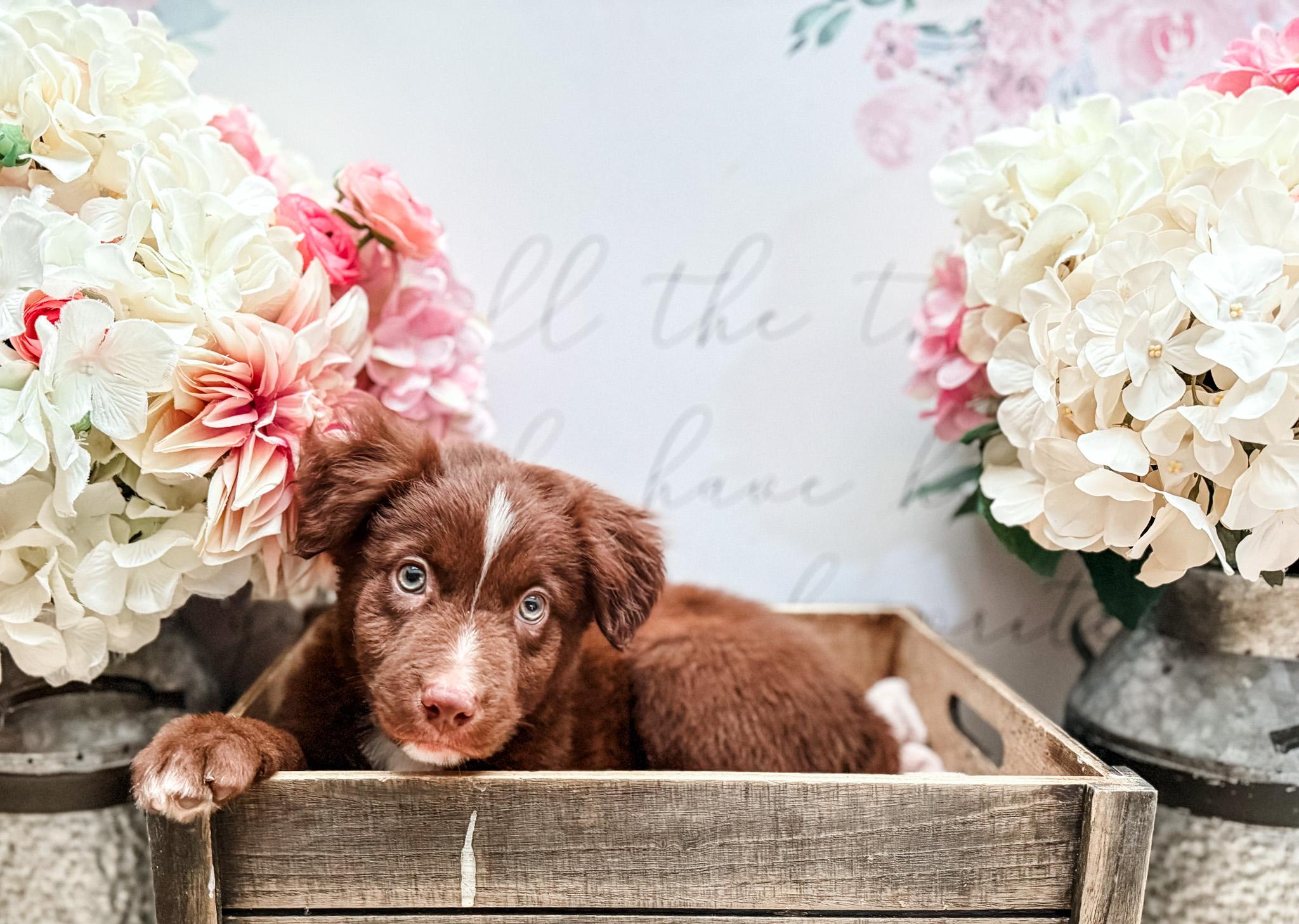 Enlarge Burnet , a Adoptable mixed breed in Newberg, OR image 2/5