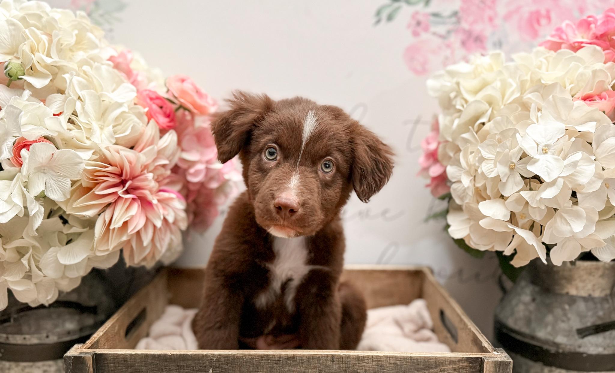 Enlarge Burnet , a Adoptable mixed breed in Newberg, OR image 3/5