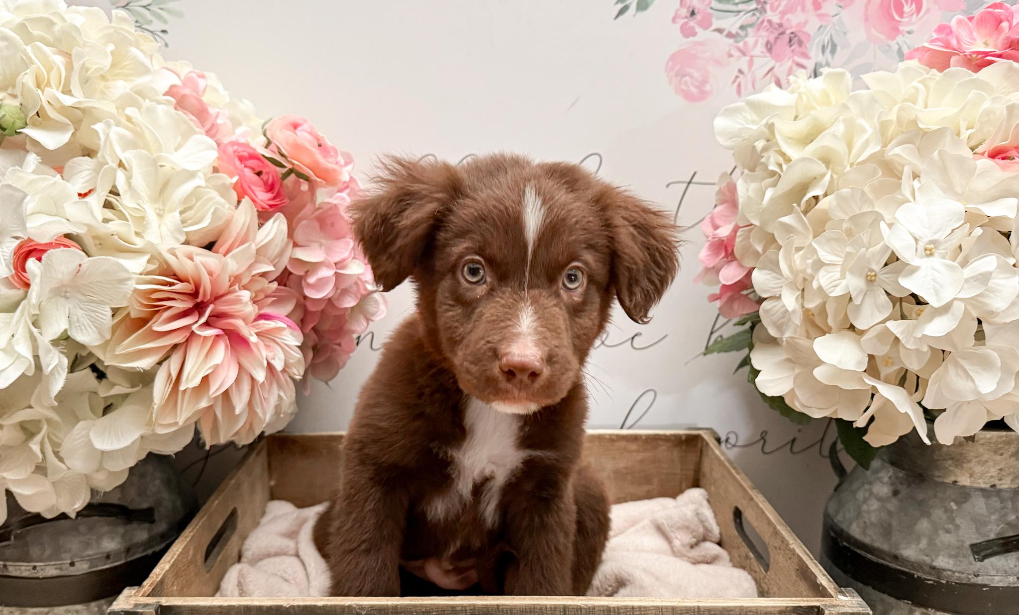 Enlarge Burnet , a Adoptable mixed breed in Newberg, OR image 4/5
