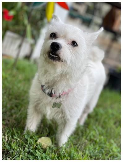 Enlarge Chandi, a Adoptable mixed breed in Covina, CA image 6/6