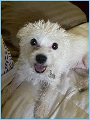 Chandi, a Adoptable mixed breed in Covina, CA image 1/6