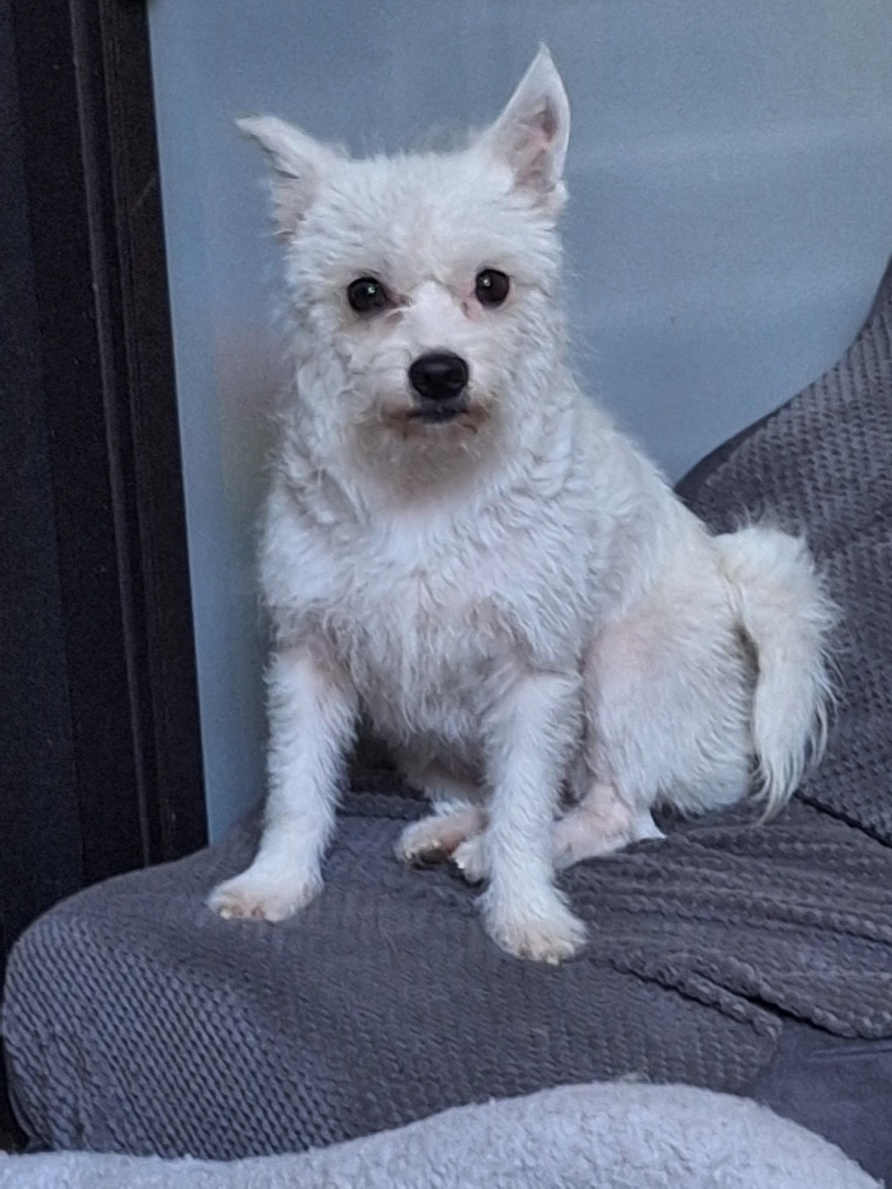 Chandi, a Adoptable mixed breed in Covina, CA image 2/6