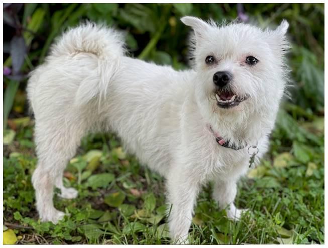 Chandi, a Adoptable mixed breed in Covina, CA image 3/6