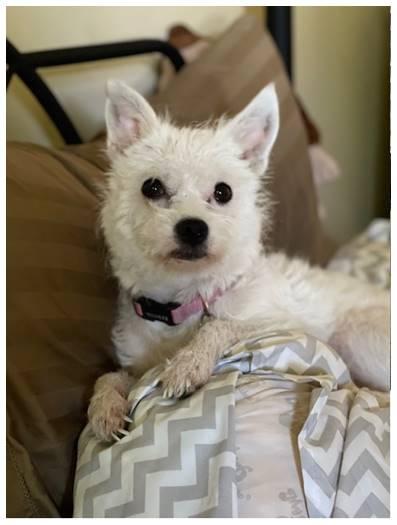 Chandi, a Adoptable mixed breed in Covina, CA image 4/6