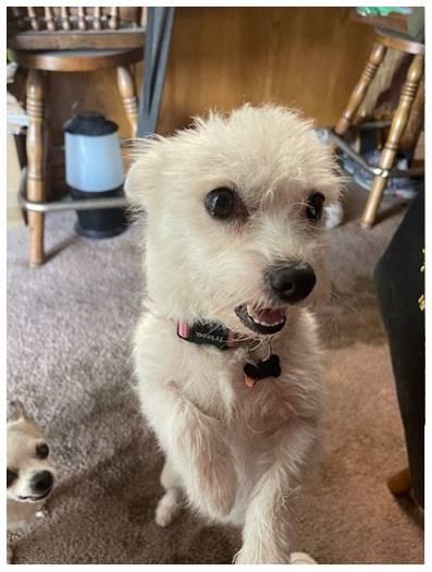 Chandi, a Adoptable mixed breed in Covina, CA image 5/6