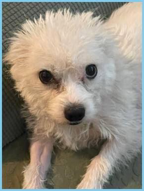 Chandi, a Adoptable mixed breed in Covina, CA image 6/6