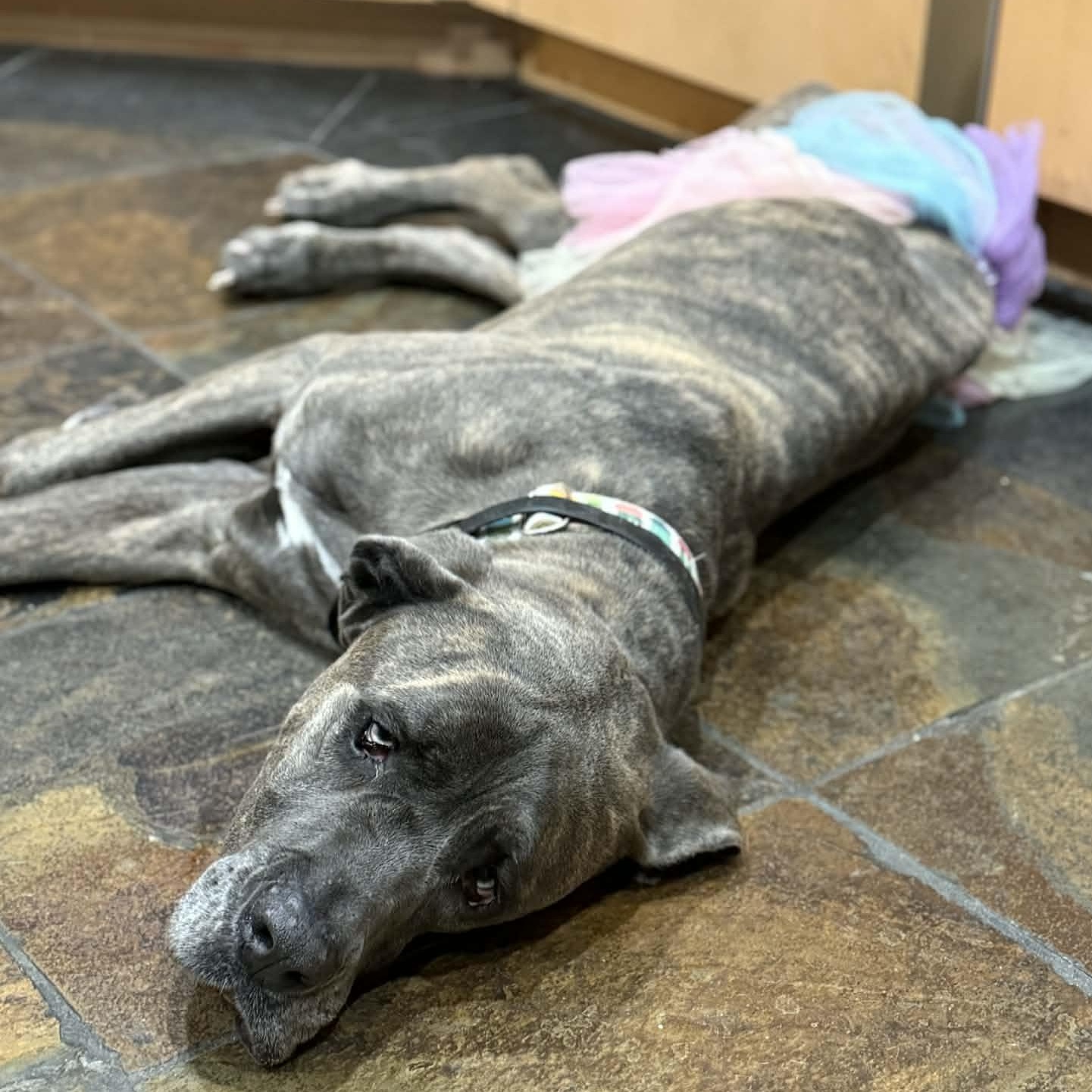 Enlarge Marble, a Adoptable mixed breed in Mesa, AZ image 1/5