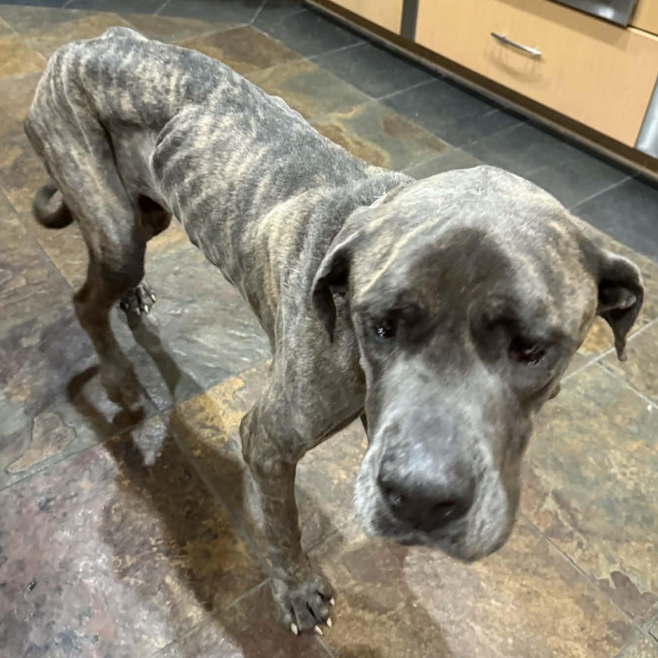 Enlarge Marble, a Adoptable mixed breed in Mesa, AZ image 2/5