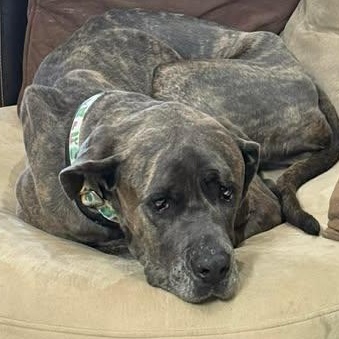 Enlarge Marble, a Adoptable mixed breed in Mesa, AZ image 3/5