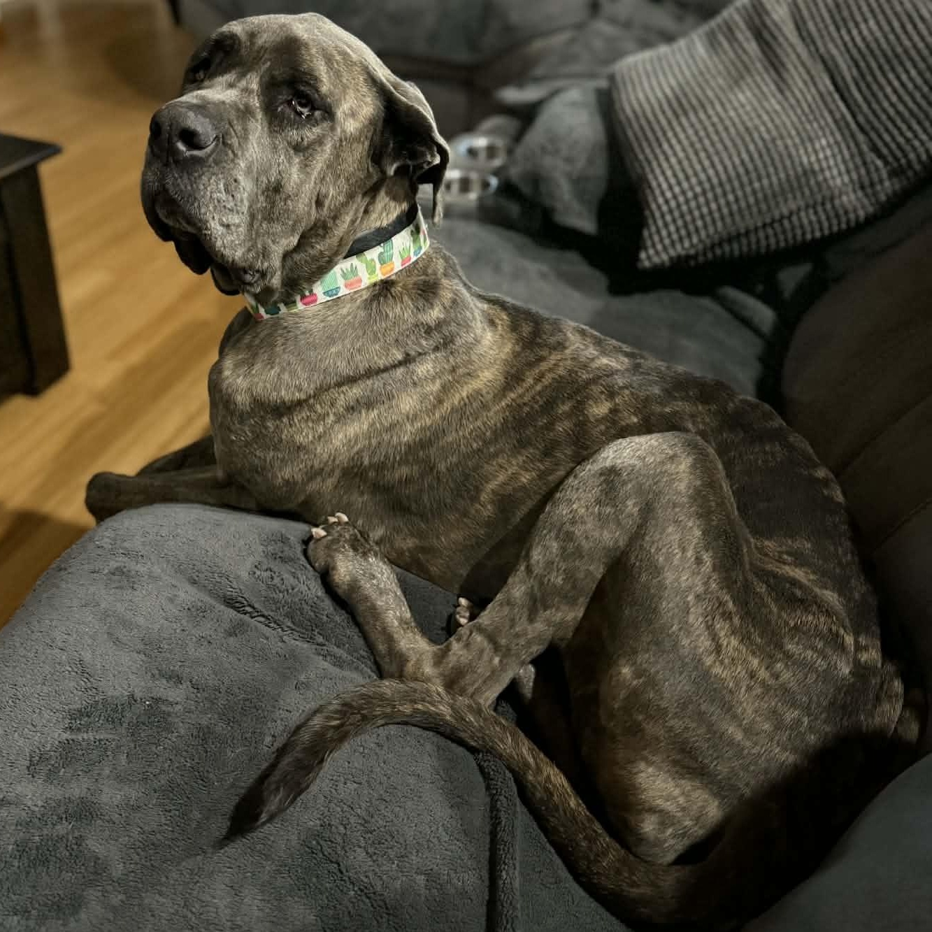 Enlarge Marble, a Adoptable mixed breed in Mesa, AZ image 4/5