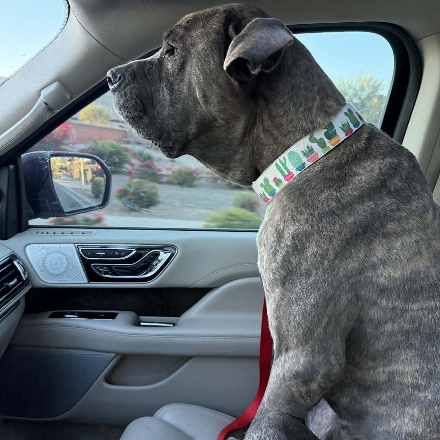 Enlarge Marble, a Adoptable mixed breed in Mesa, AZ image 5/5