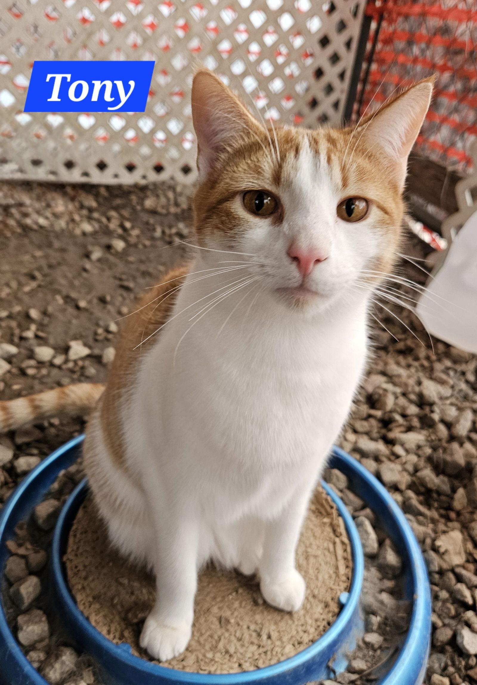 Tony Stark - NC, Adoptable, Young Male Domestic Short Hair & Tabby.