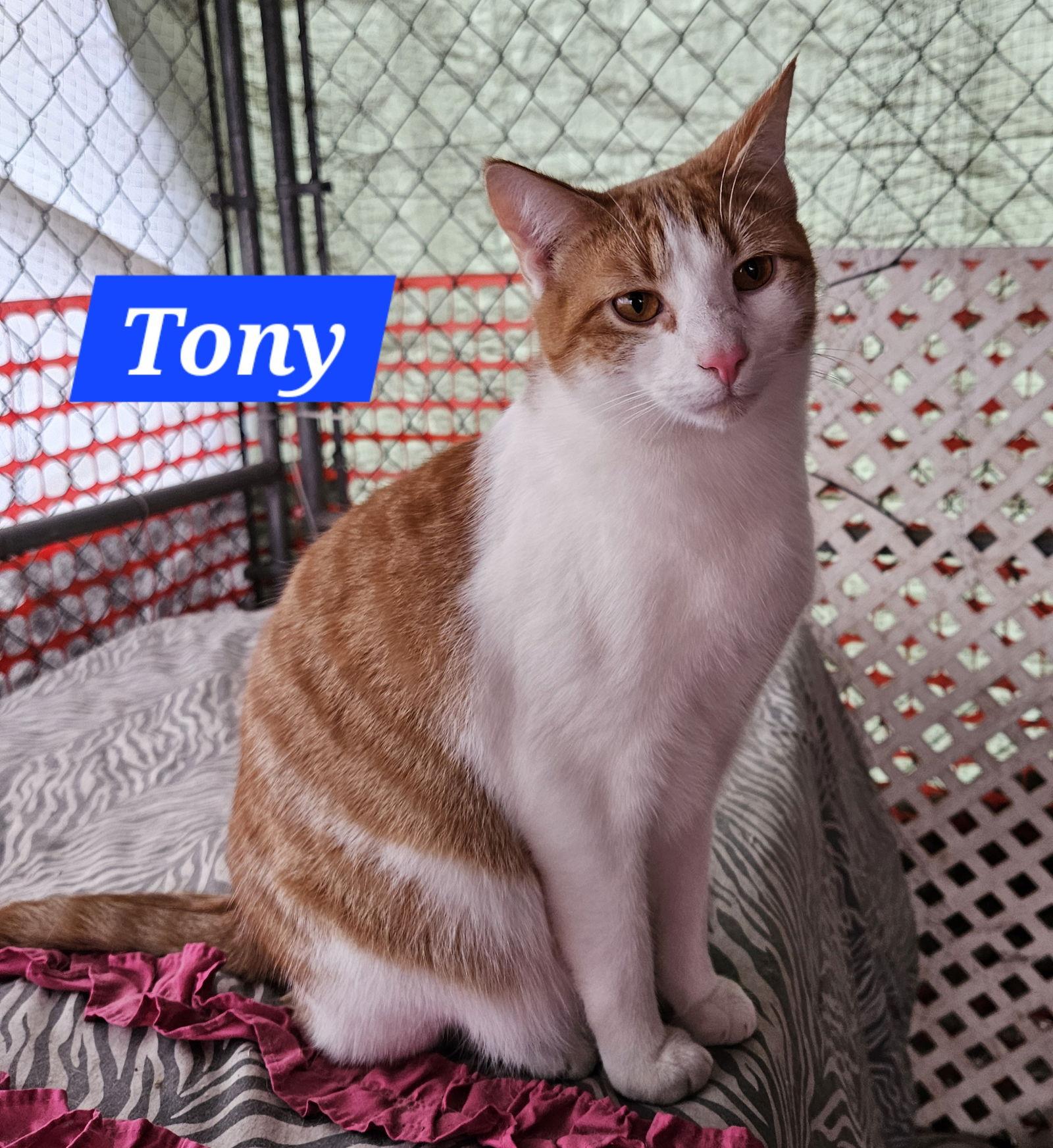 Tony Stark - NC, a Adoptable mixed breed in Liberty, NC image 2/2