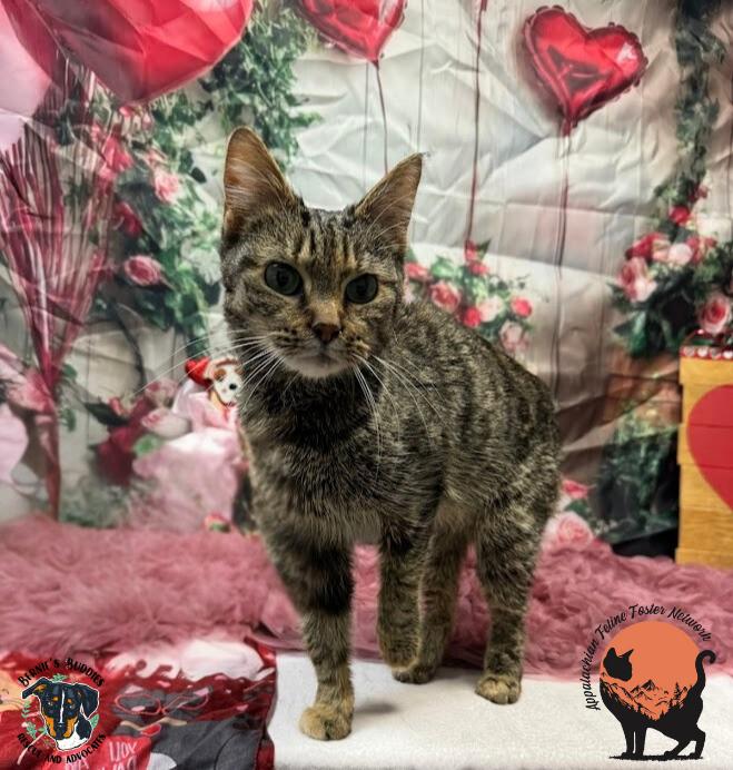 Enlarge Kay (bonded with Alfredo), a ADOPTABLE Domestic Short Hair in Huntington, WV image 3/6