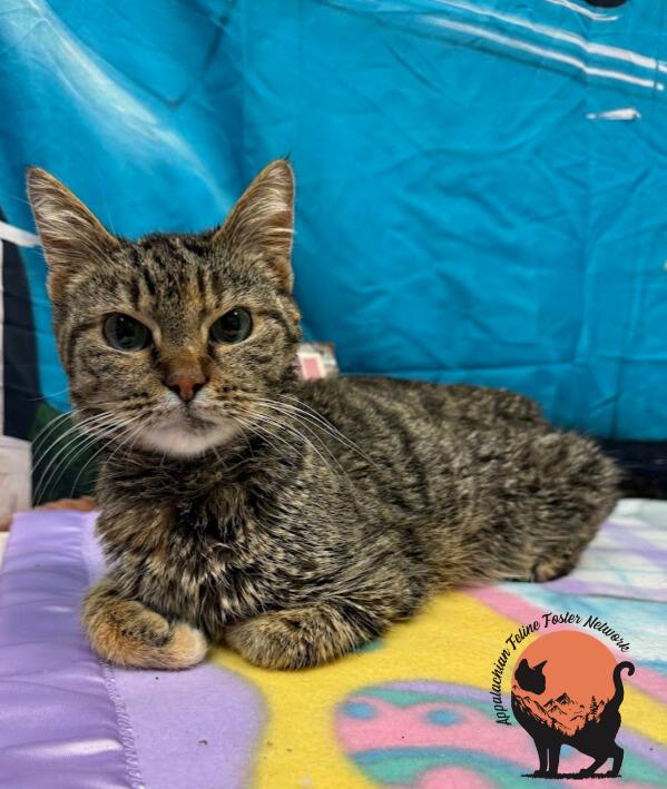 Enlarge Kay (bonded with Alfredo), a ADOPTABLE Domestic Short Hair in Huntington, WV image 2/6