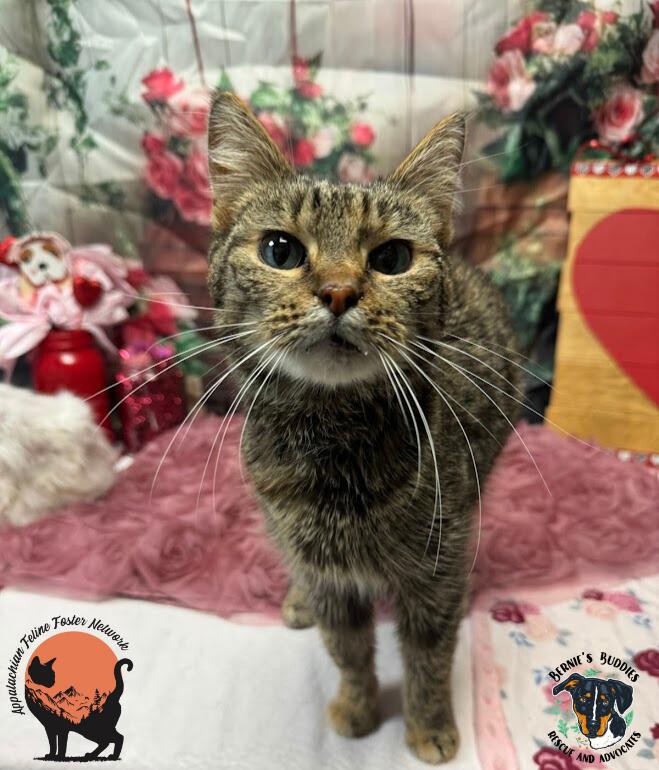 Enlarge Kay (bonded with Alfredo), a ADOPTABLE Domestic Short Hair in Huntington, WV image 4/6