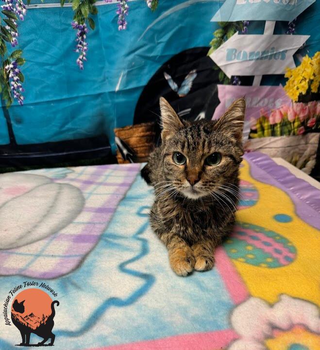 Enlarge Kay (bonded with Alfredo), a ADOPTABLE Domestic Short Hair in Huntington, WV image 5/6