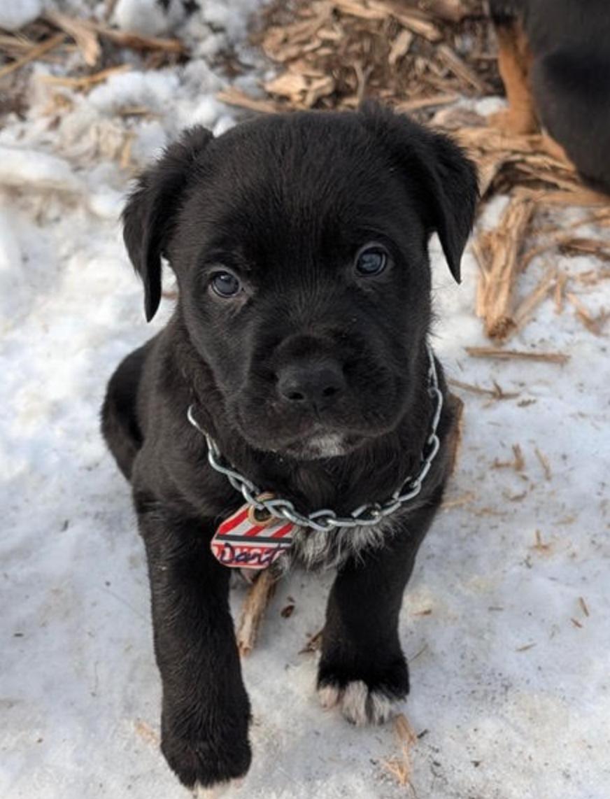 Dart, ADOPTABLE, Puppy Male Labrador Retriever.