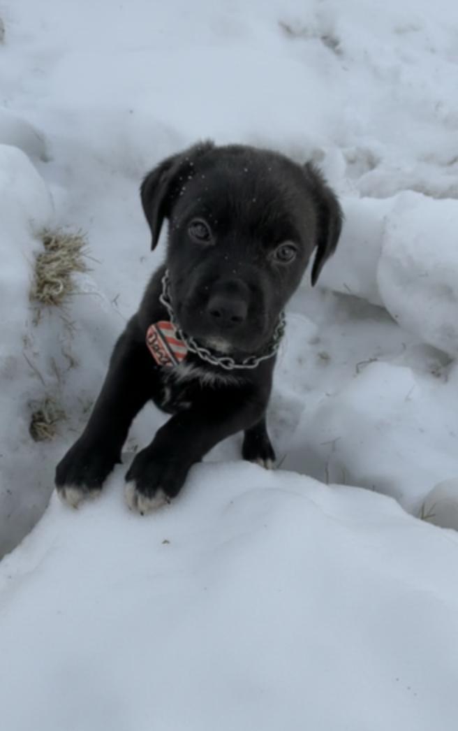 Dart, a ADOPTABLE mixed breed in Calgary, AB image 2/3