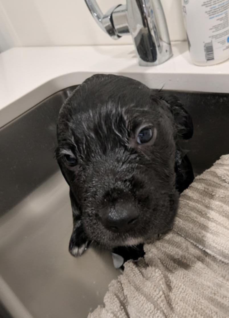 Dart, a ADOPTABLE mixed breed in Calgary, AB image 3/3