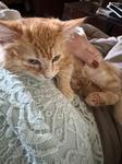Hubbel, a ADOPTABLE Domestic Long Hair in Chico, CA image 2/2