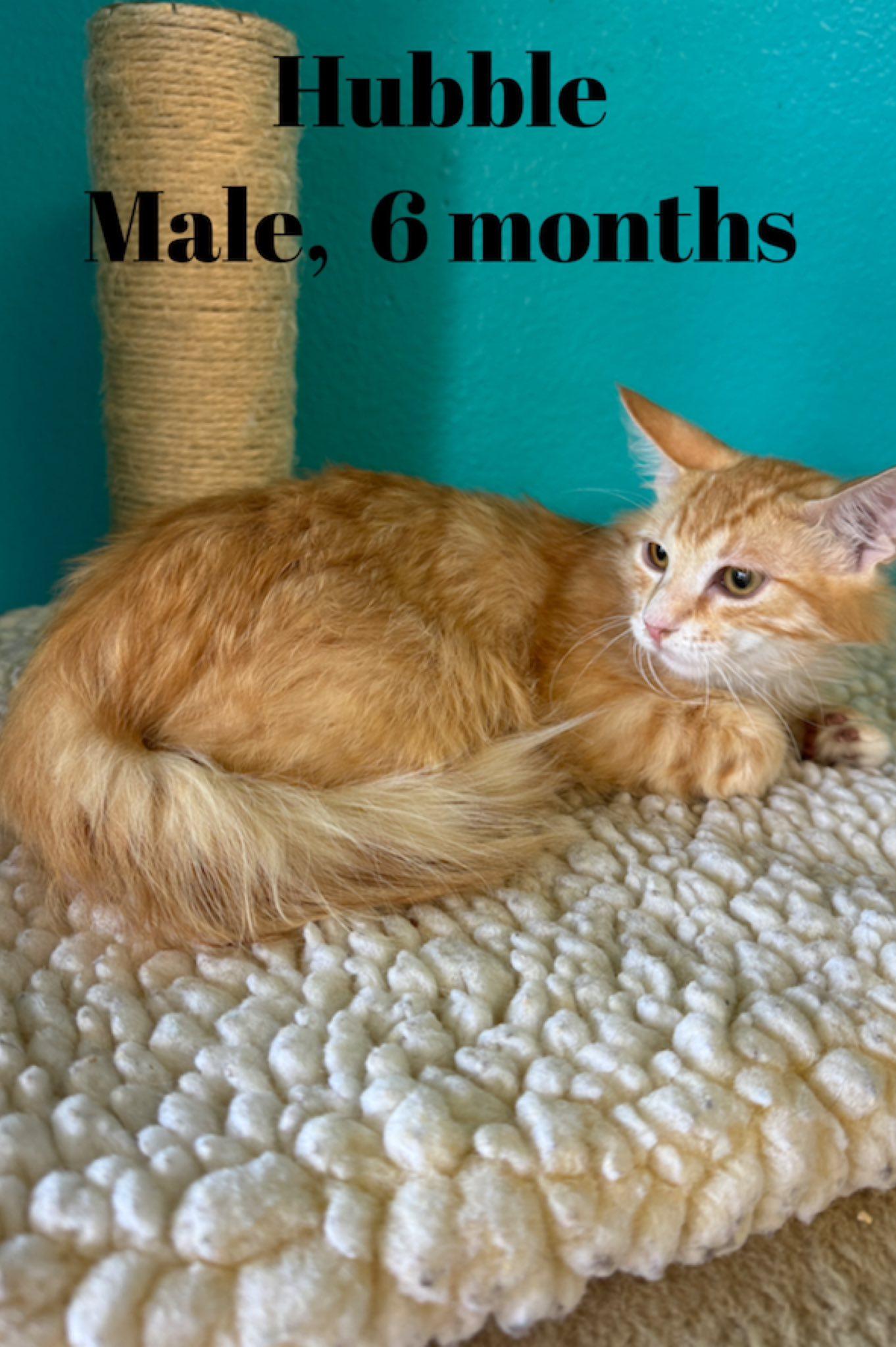Hubbel, a ADOPTABLE Domestic Long Hair in Chico, CA image 1/2
