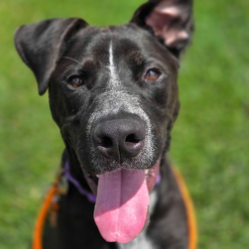 Marcus, a Adoptable Labrador Retriever in Grand Rapids, MI image 1/3