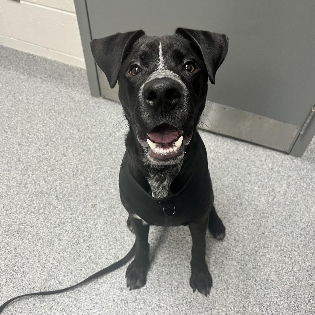 Marcus, a Adoptable Labrador Retriever in Grand Rapids, MI image 2/3