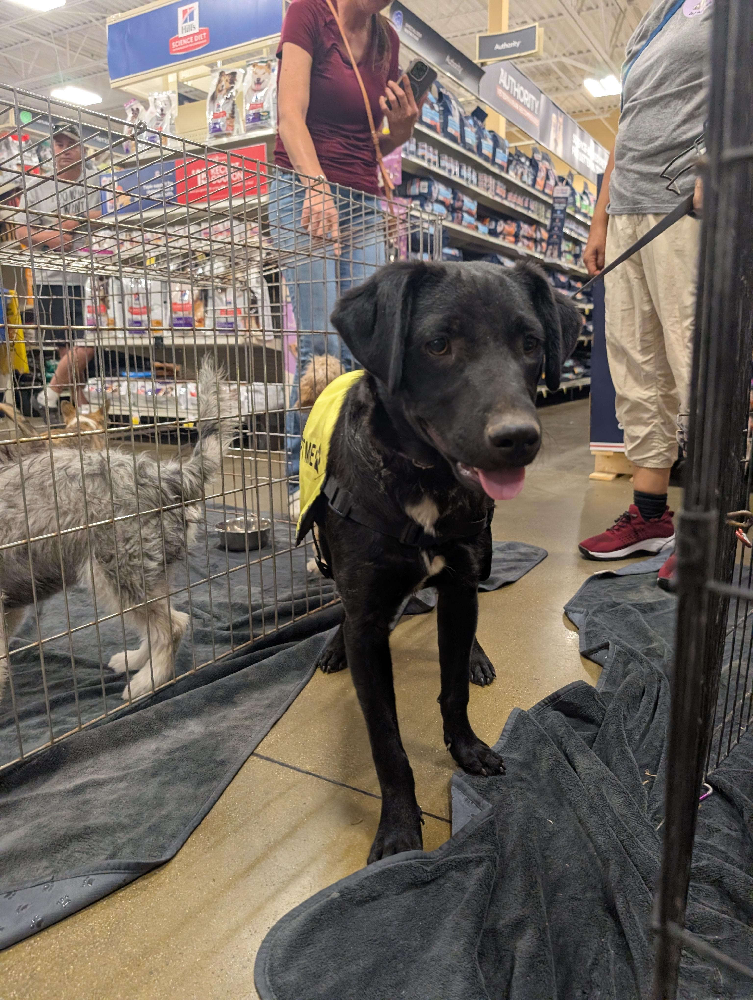 prancer, a ADOPTABLE mixed breed in Saint David, AZ image 1/4