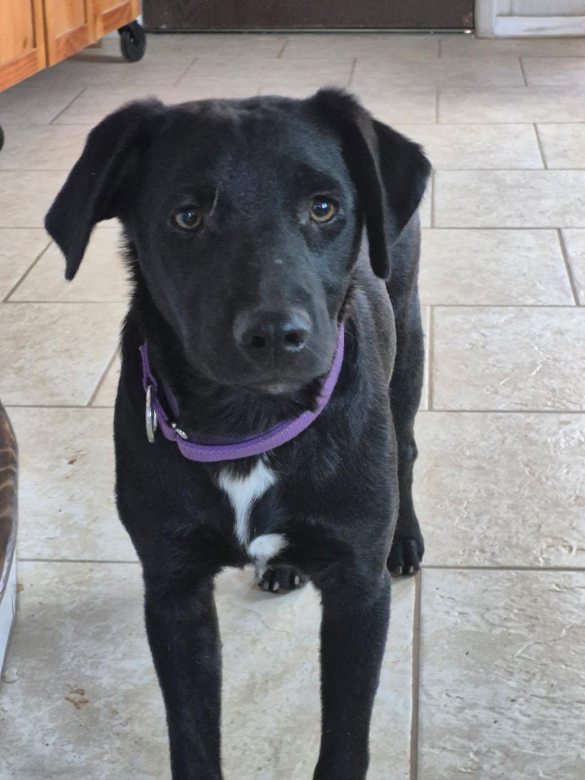 prancer, a ADOPTABLE mixed breed in Saint David, AZ image 2/4