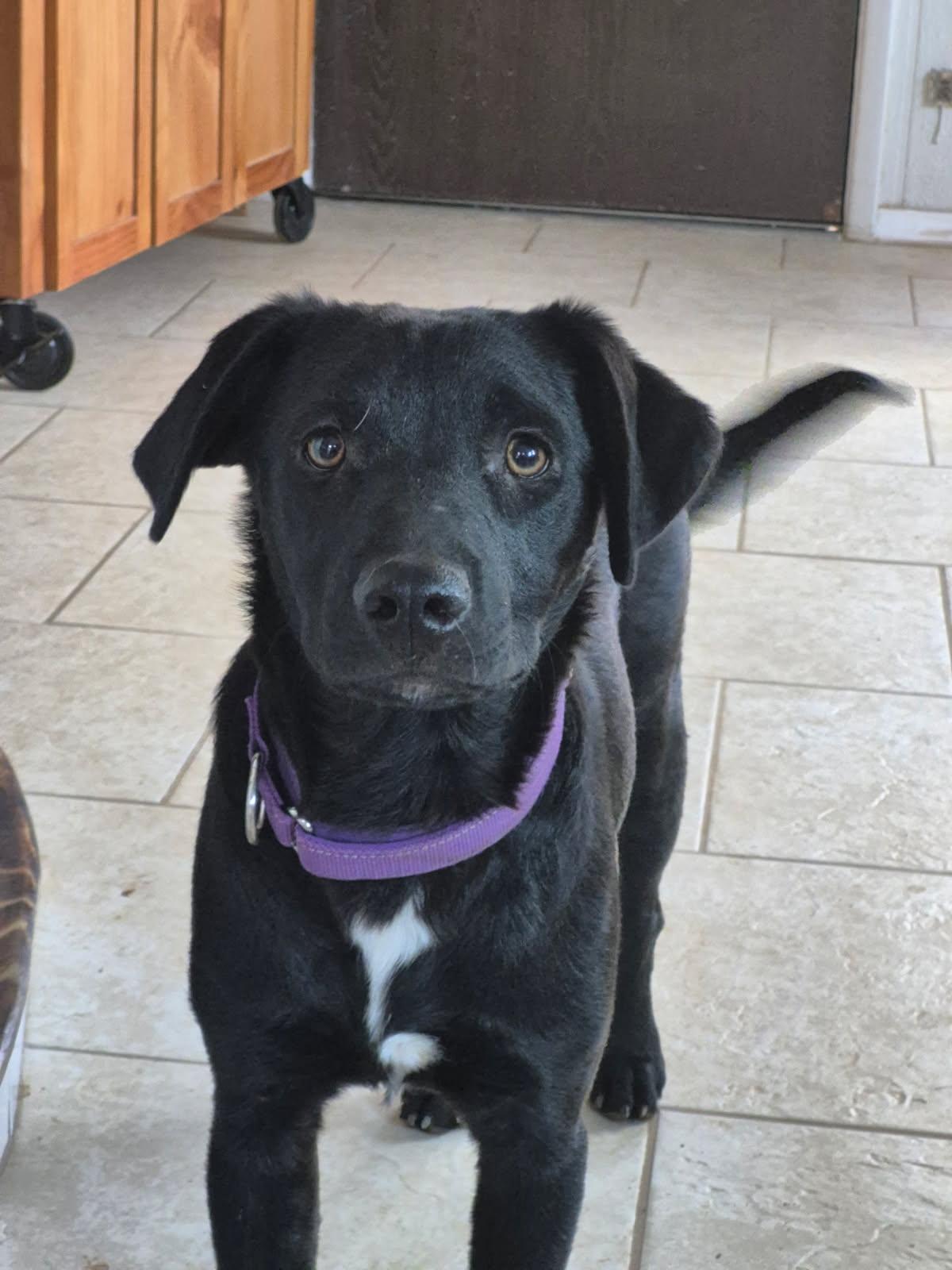 prancer, a ADOPTABLE mixed breed in Saint David, AZ image 3/4