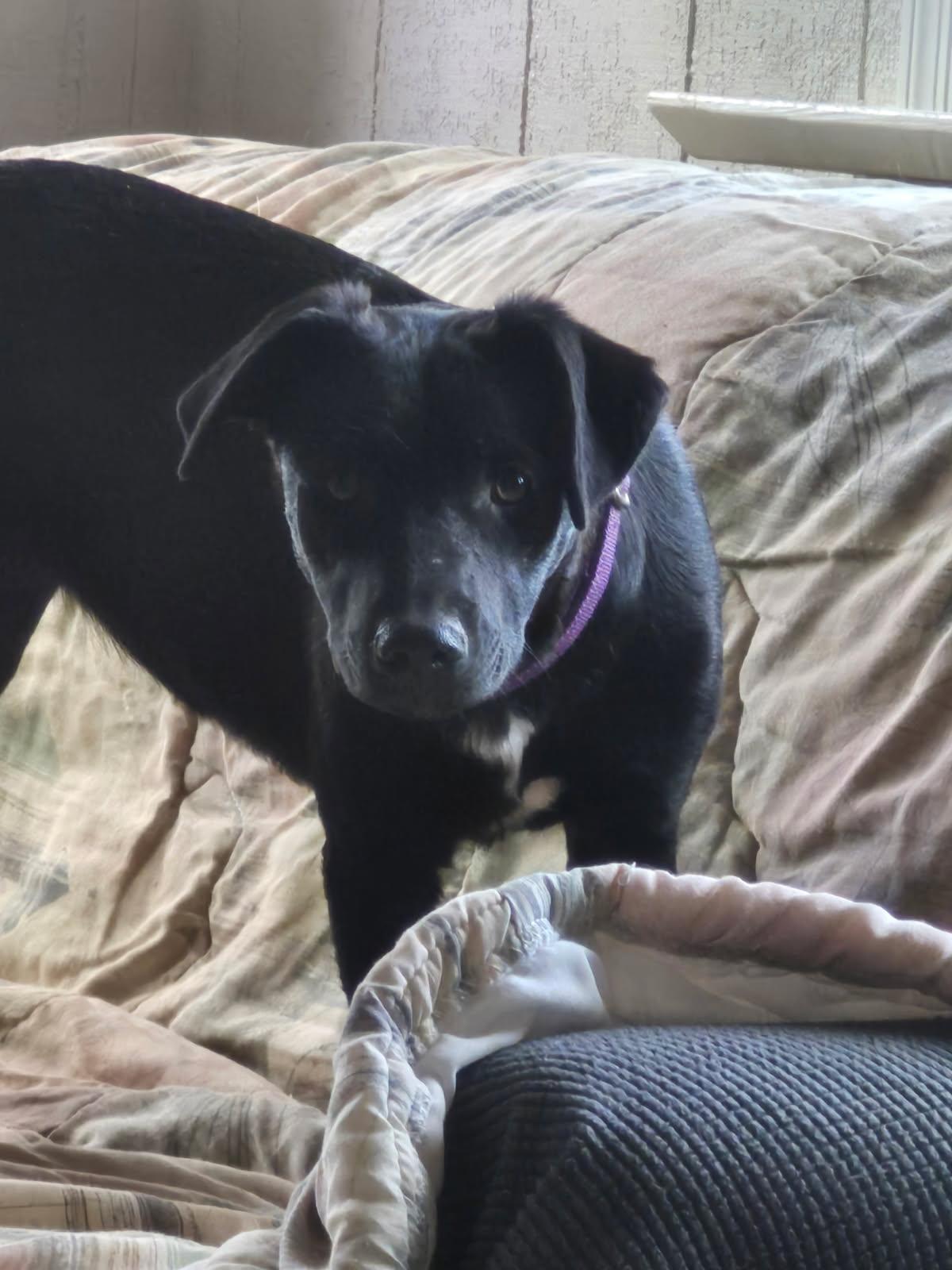 prancer, a ADOPTABLE mixed breed in Saint David, AZ image 4/4