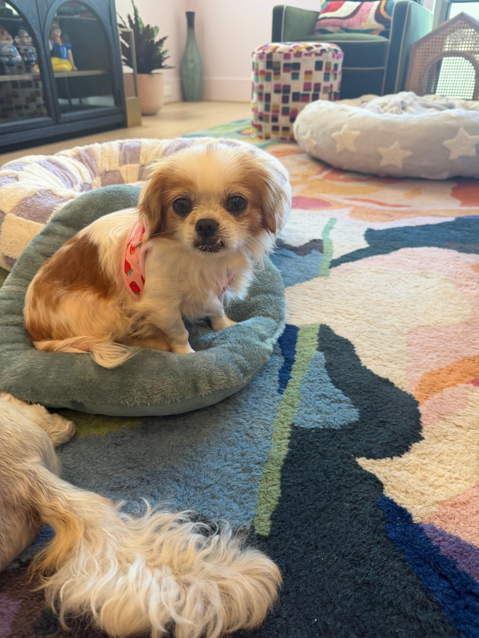 Enlarge Gingersnap, a Adoptable mixed breed in Ann Arbor, MI image 3/6