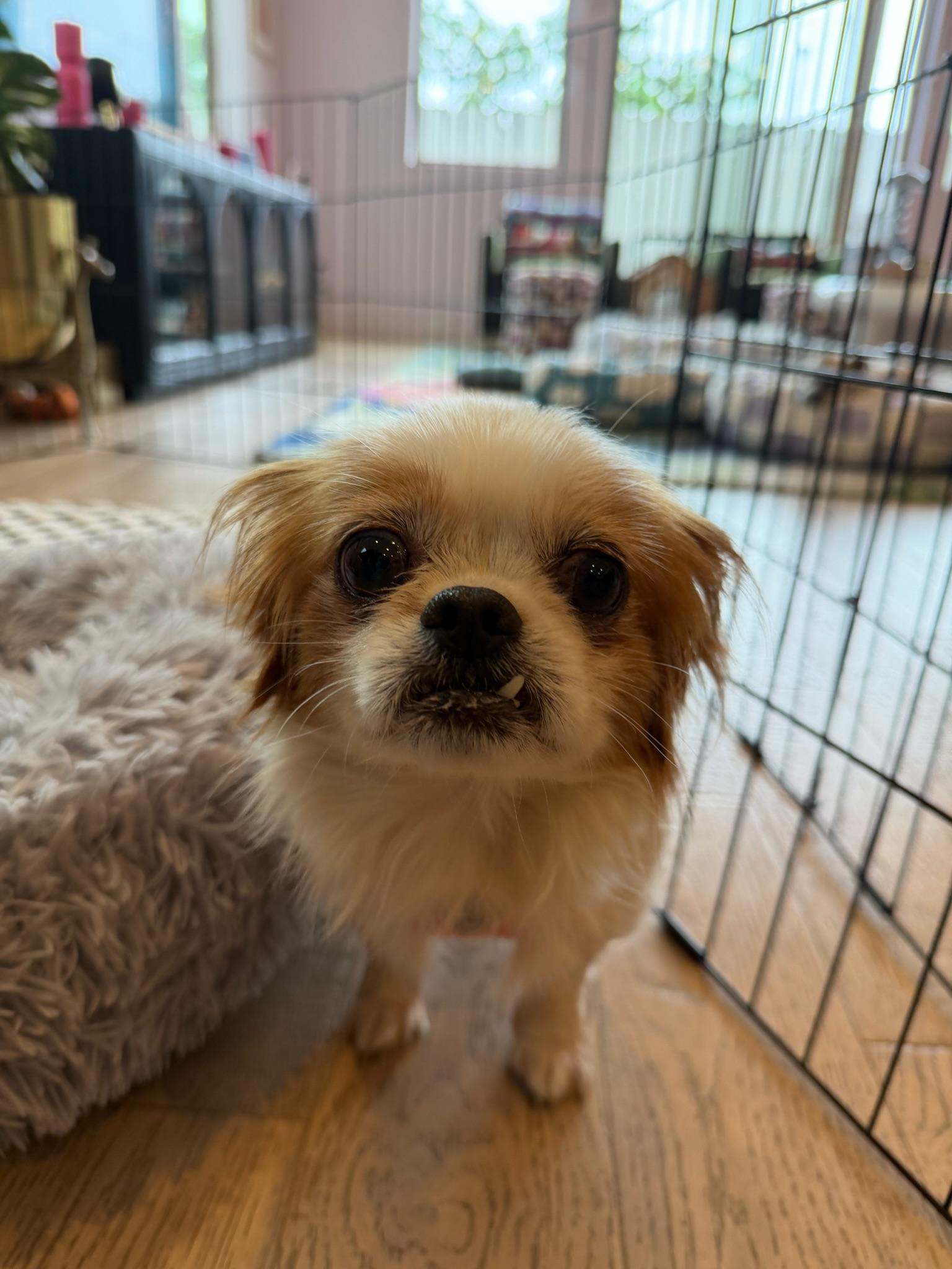 Enlarge Gingersnap, a Adoptable mixed breed in Ann Arbor, MI image 4/6