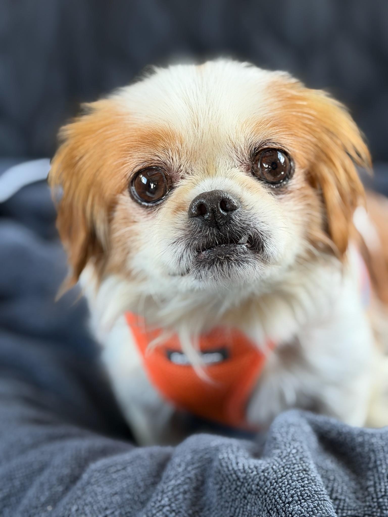 Enlarge Gingersnap, a Adoptable mixed breed in Ann Arbor, MI image 1/6