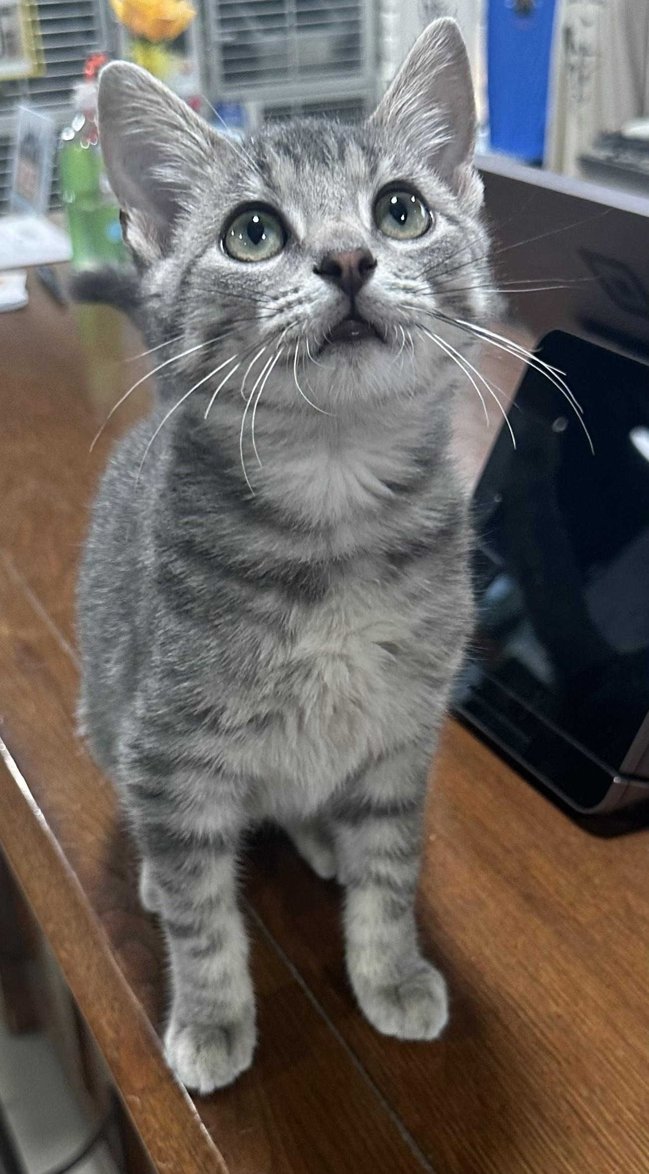 Knox, Adopted, Young Male Domestic Short Hair.
