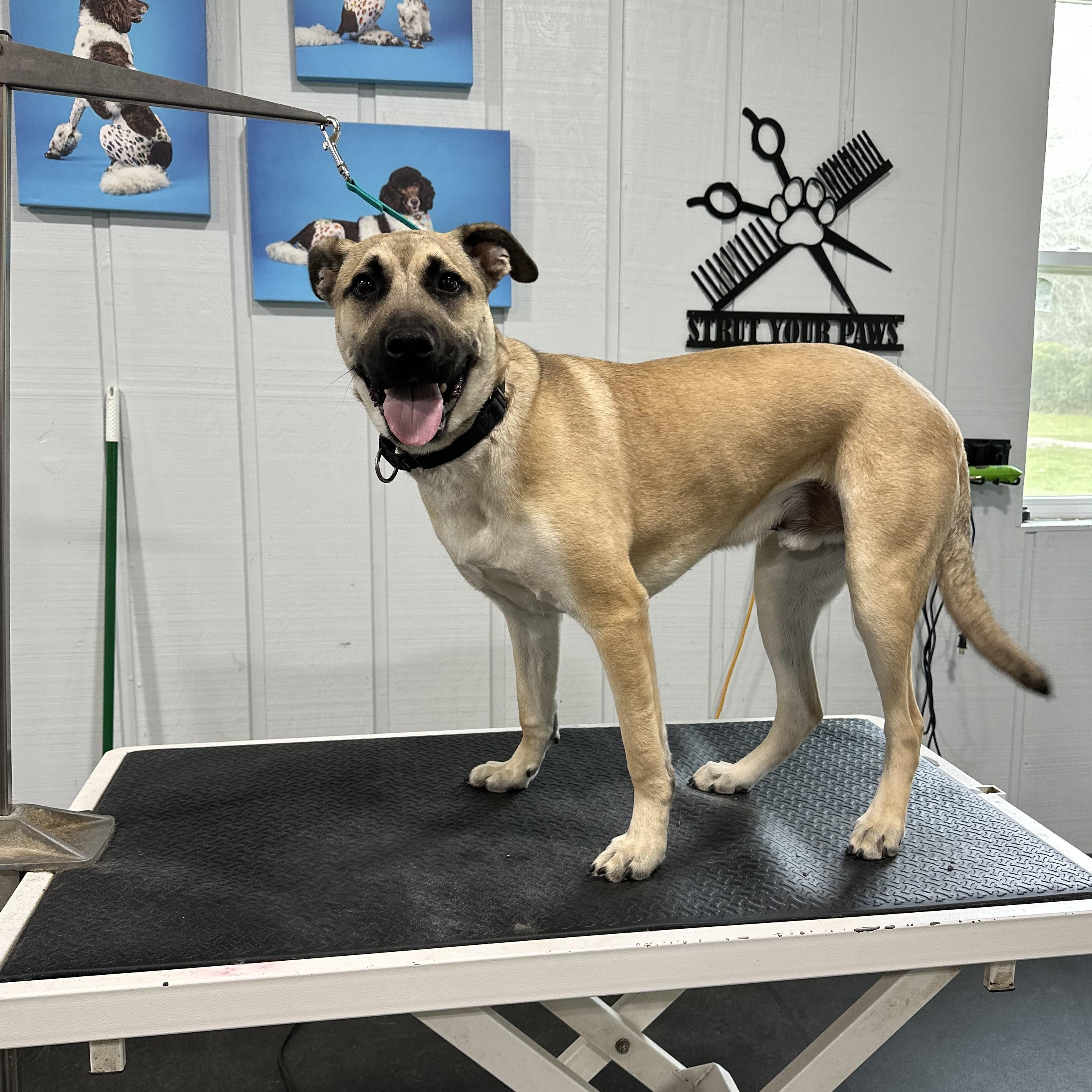 Enlarge STANLEY , a ADOPTABLE mixed breed in Defuniak Springs , FL image 3/5